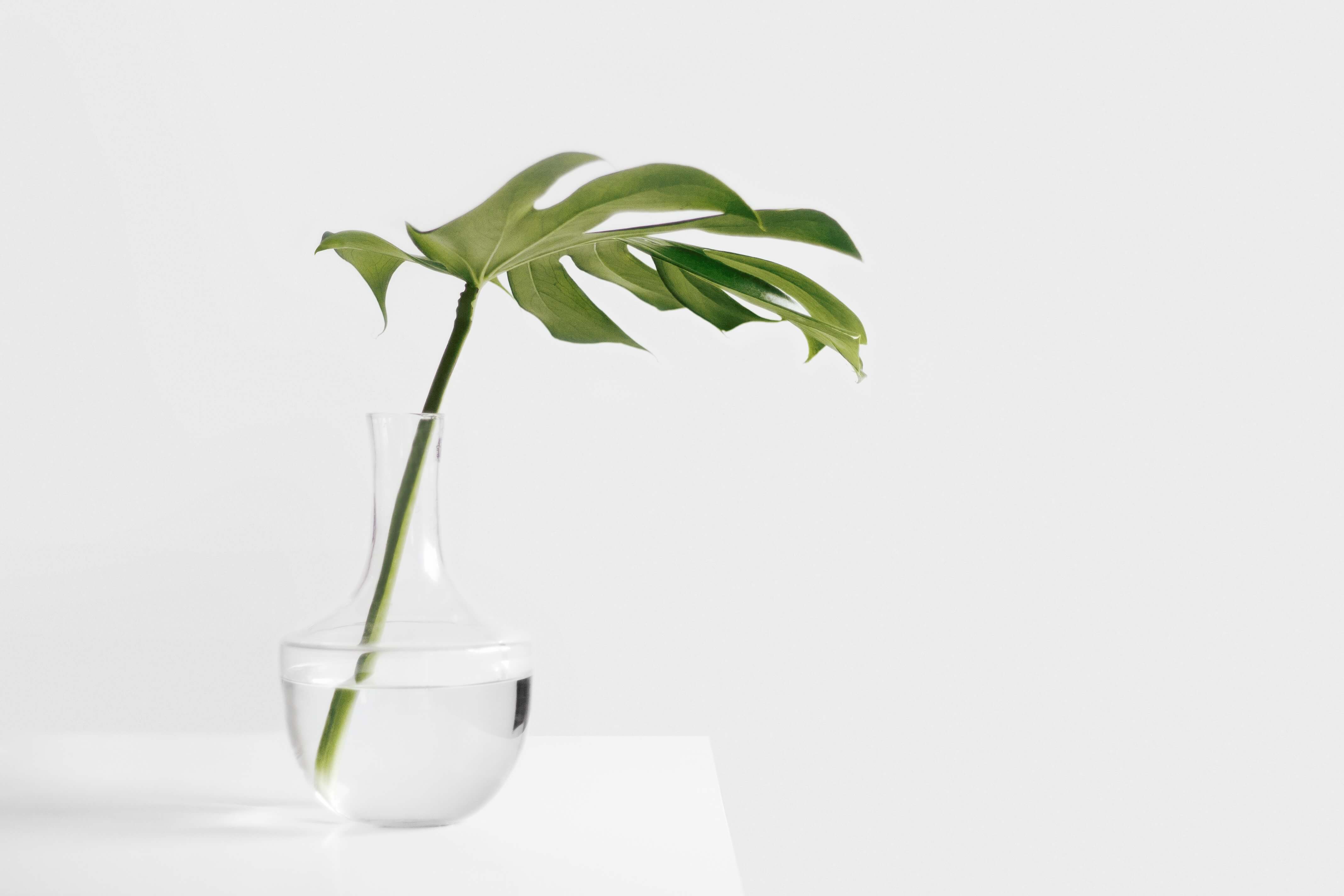 Monstera sapling in a transparent bocal in the counter
