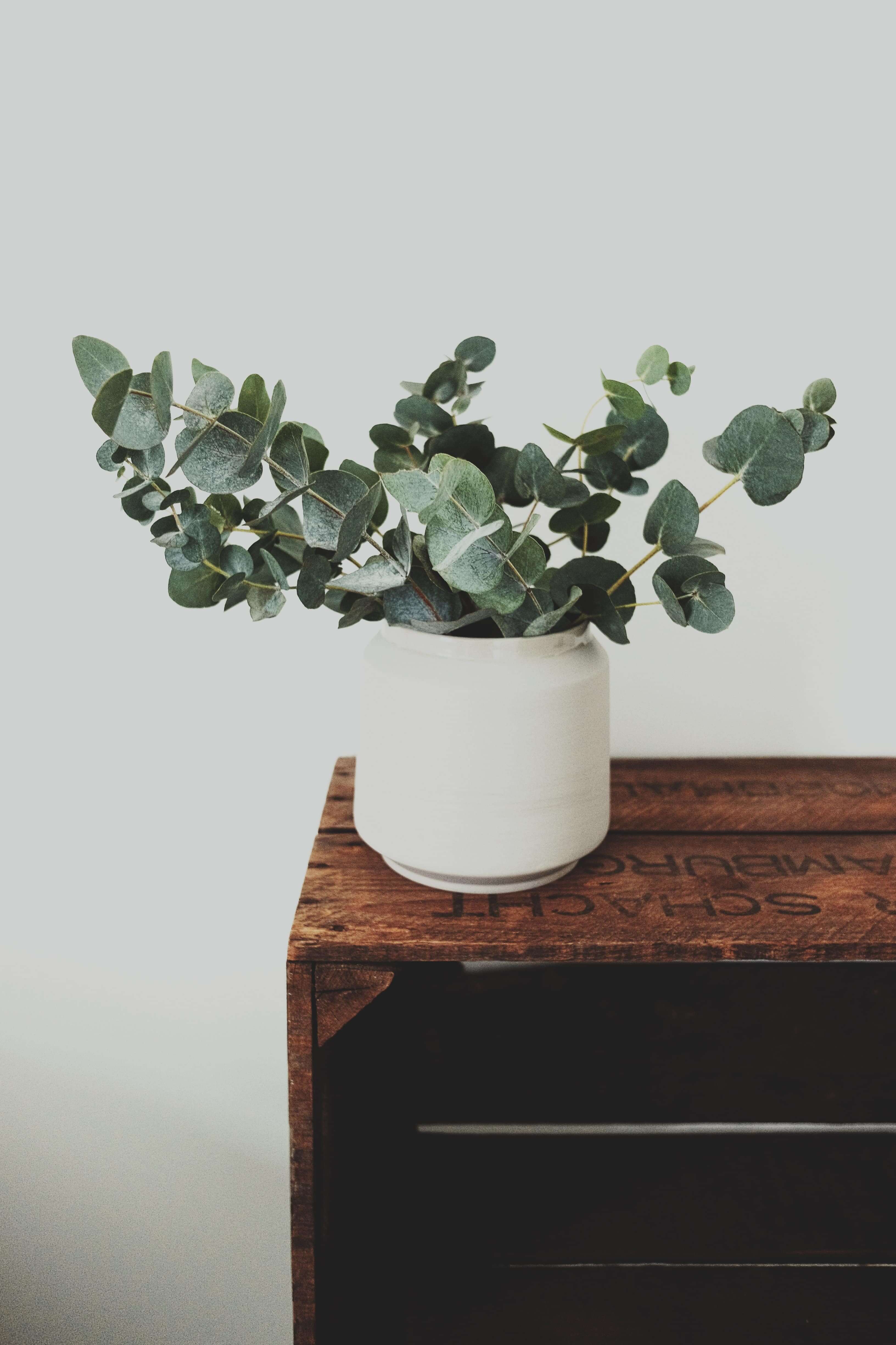 Eucalyptus pot on the counter