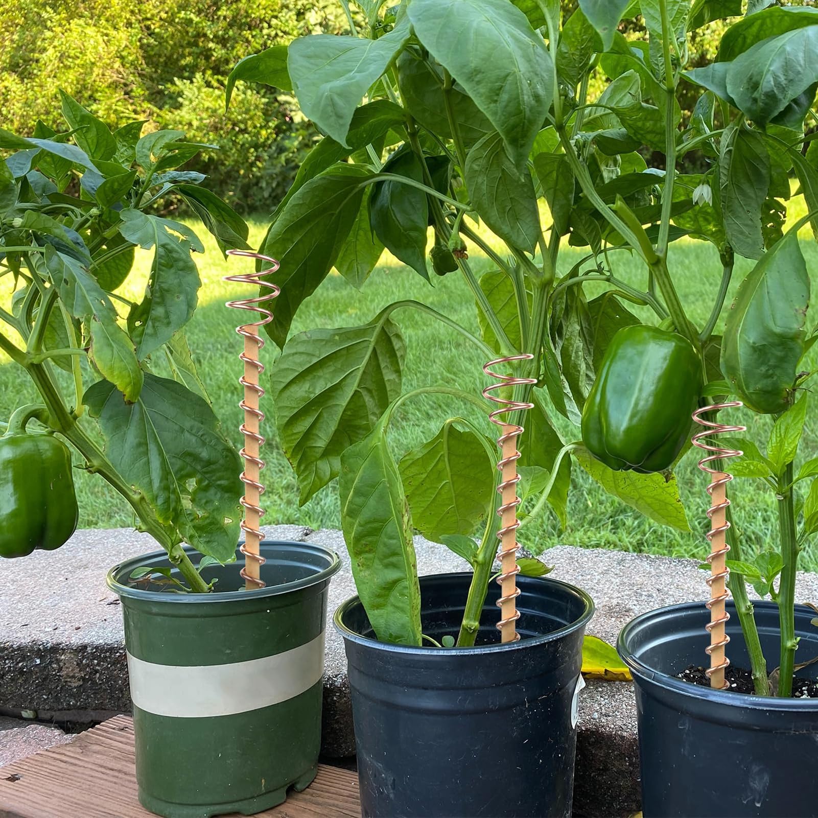 Electroculture gardening: Impact of metals on the plants grow