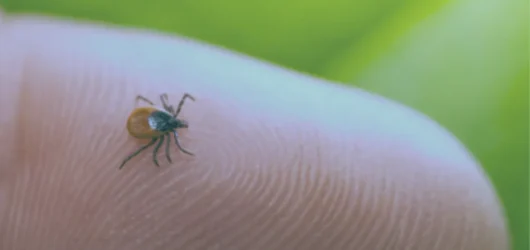 Ticks in Quebec: How to protect yourself and what to do if bitten