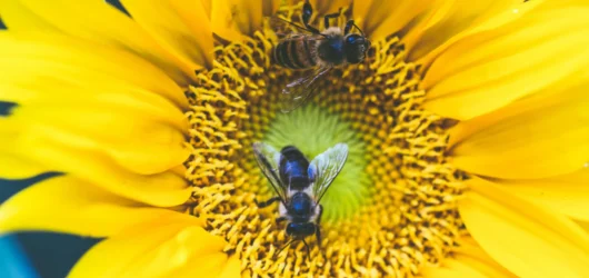 The negative effects of pesticides on bees in gardens, flowers, and farmlands