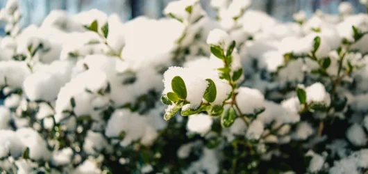 What types of plants can be left outside in winter in Quebec?