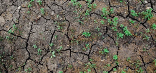 Beat the heat and save your green oasis!