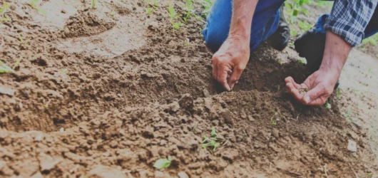 Unleashing plant power: The magic of mindful seed placement