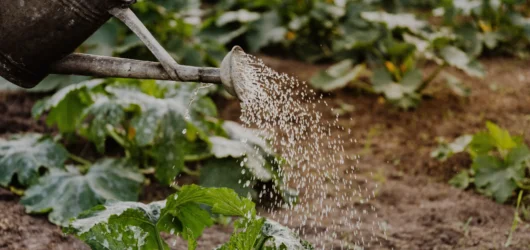 Watering Plants: Morning vs. Evening – The Ultimate Watering Showdown!