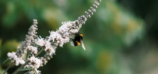 Why some people attract bees more than others: The color connection