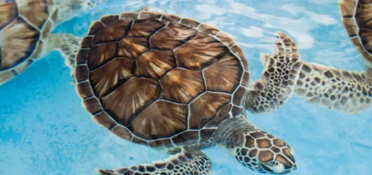 Benefits of the Turtle Shell / Lunar Calendar for agriculture