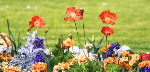 Using native plants: Sustainable choice for the modern gardener