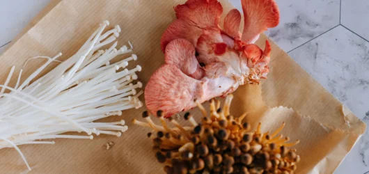 Growing mushrooms at home : Types, consumption, and health benefits