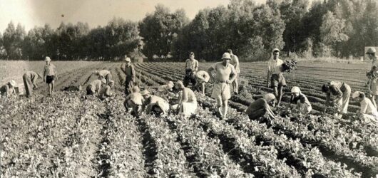 Unlocking the ancient secrets of gardening: Unveiling traditional techniques for success