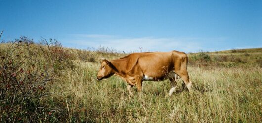 Milk & Plants: Is watering with milk a beneficial calcium supplement or a gardening myth?
