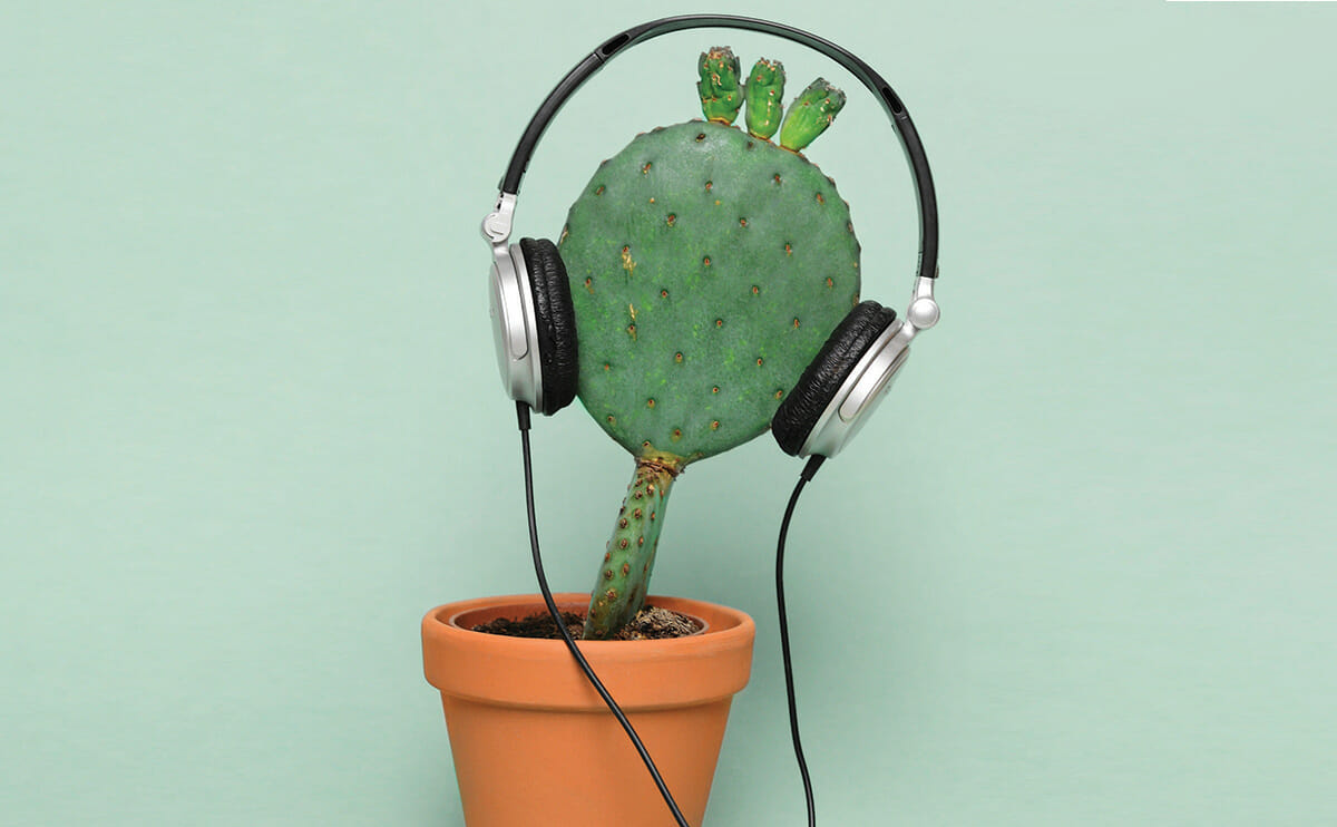 Indoor cactus in a pot listening to music with a headset