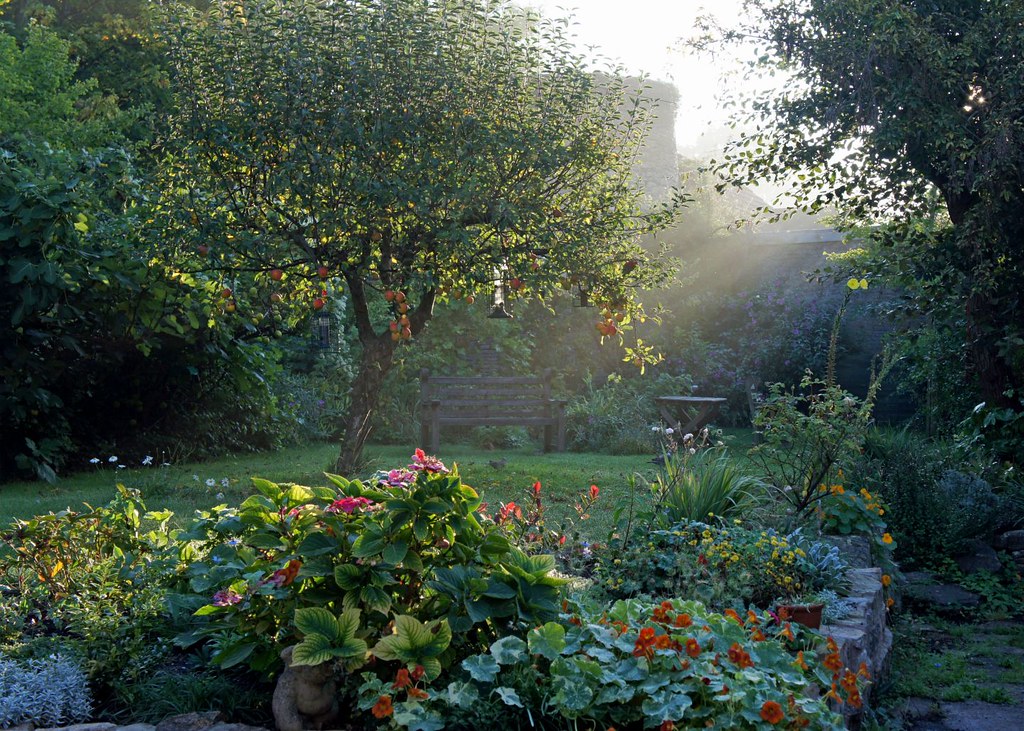 Huge garden of flowers nd orange tree in the morning sun