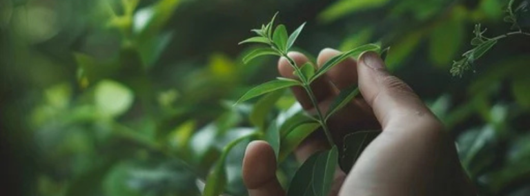 Does plant like to be touched