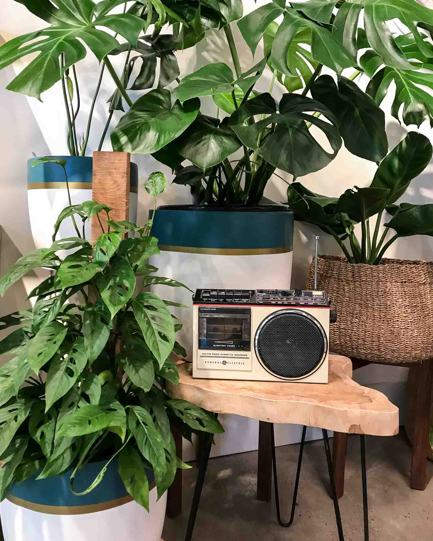 Lots of healthy indoor plants around a old fashion radio