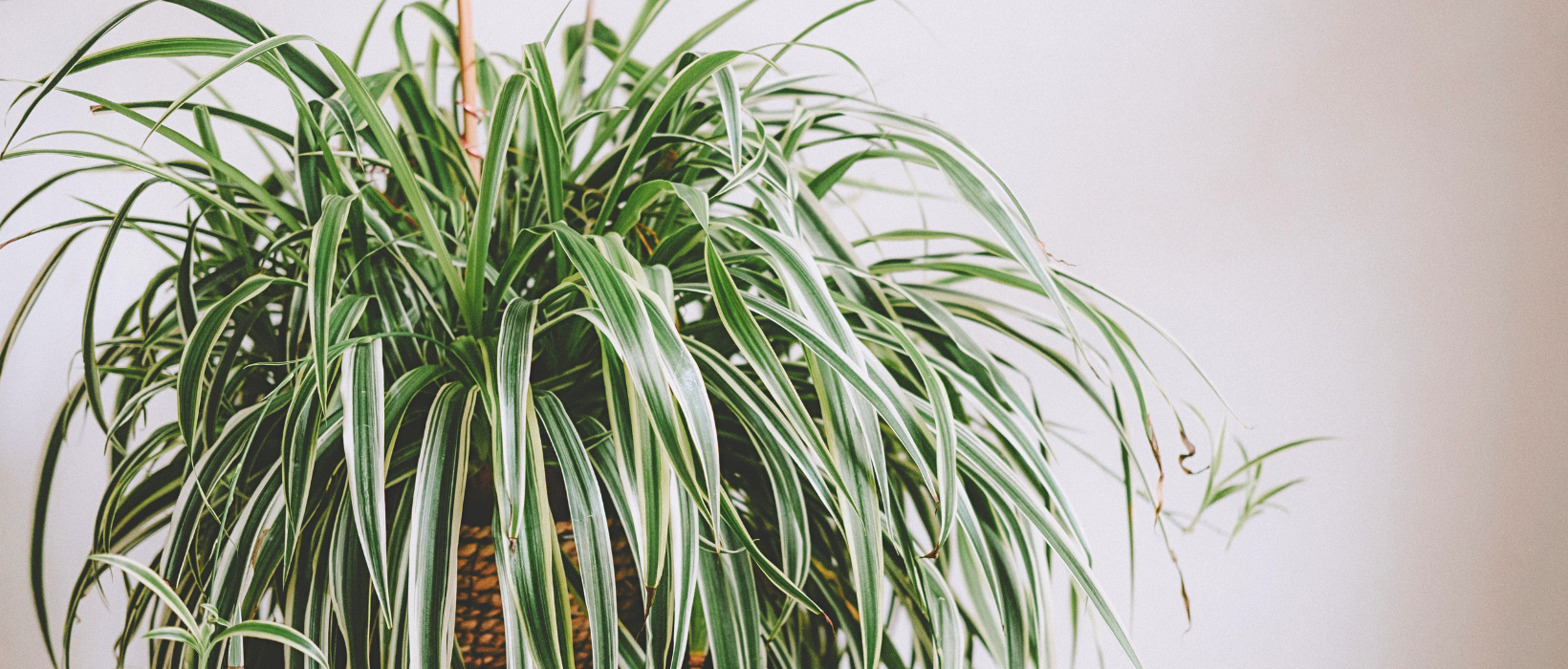 The best indoor plants for air purification (with easy care tips)