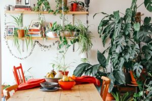 Indoor plants for every space, small, big, with a lot of natural light and no light at all