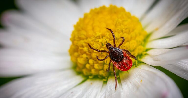 Ticks in the garden